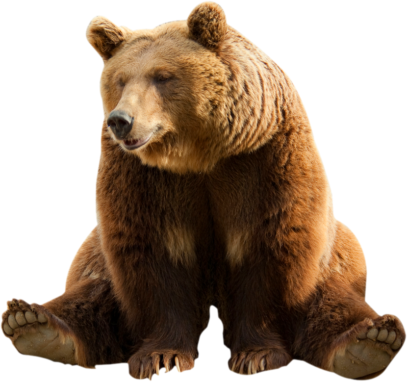 Brown bear Clip art