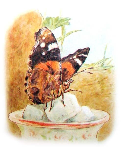 beatrix potter clipart butterfly