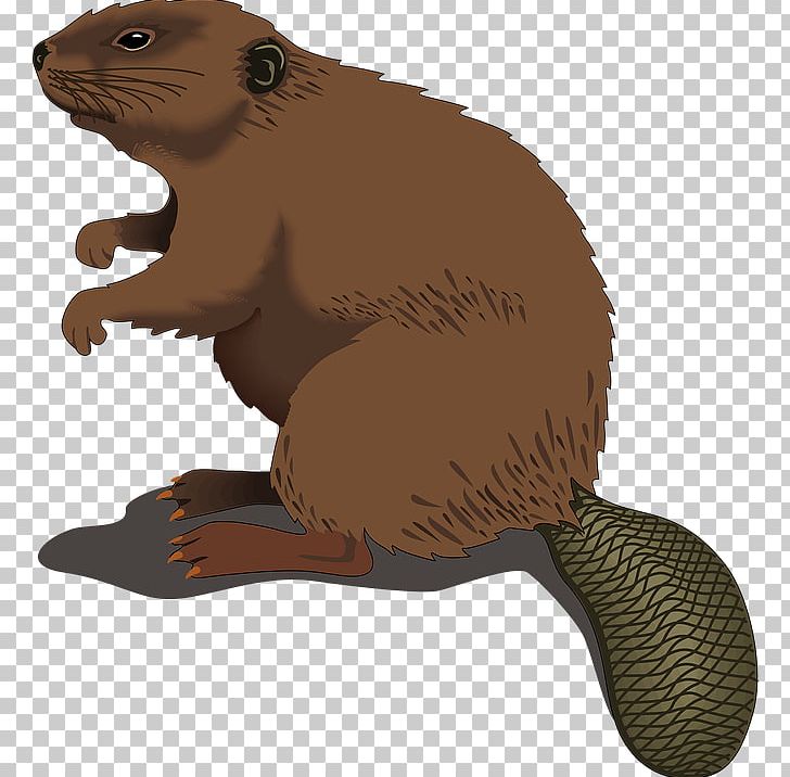North American Beaver Silhouette PNG, Clipart, Beaver