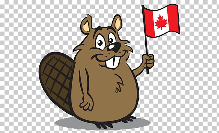 Canada North American beaver , Flag beavers, brown animal