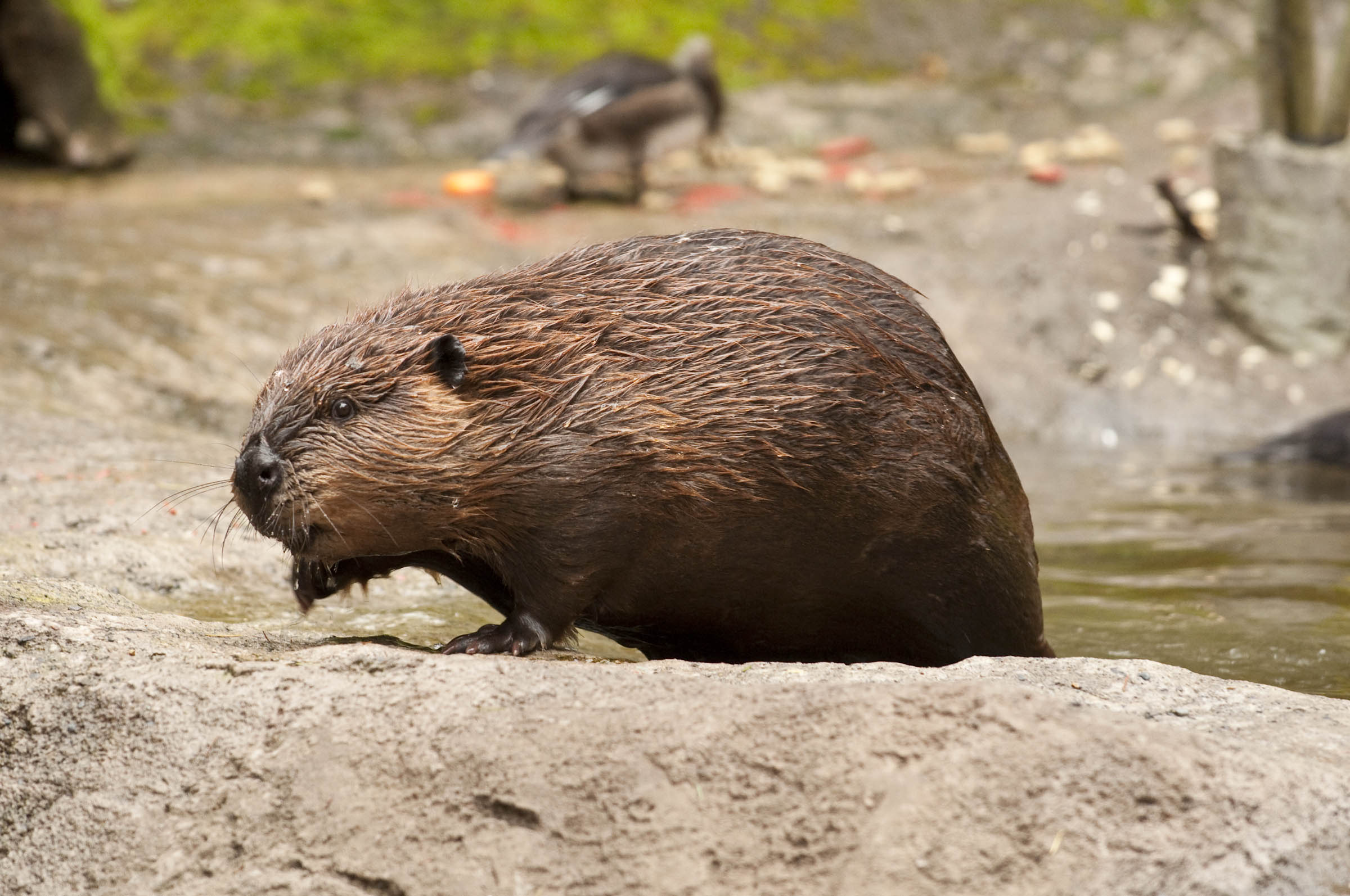 American beaver oregon.