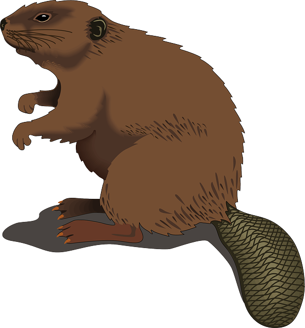 Free Shaved Beaver Cliparts, Download Free Clip Art, Free