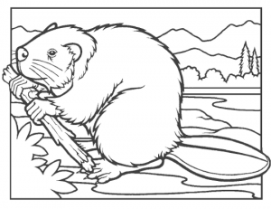 Free beaver dam.