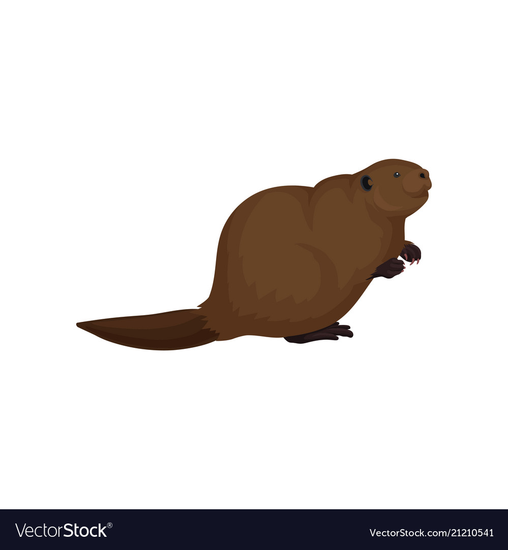 Flat icon of brown beaver large forest