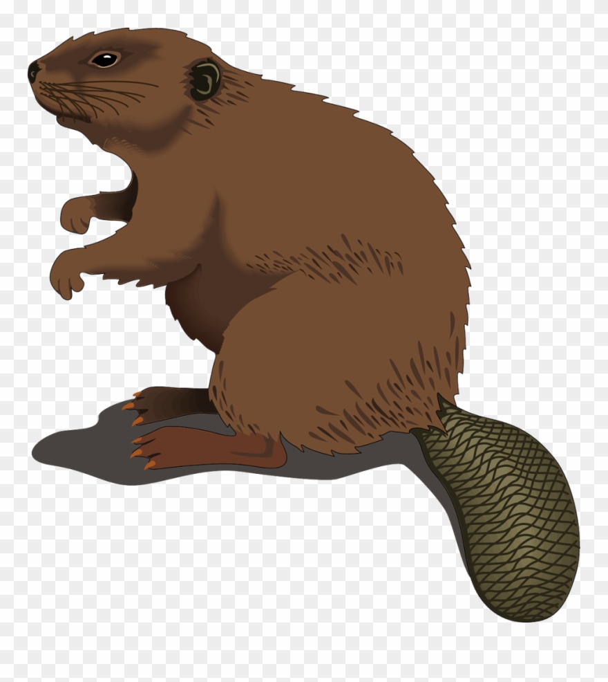 Beaver beaver clipart.