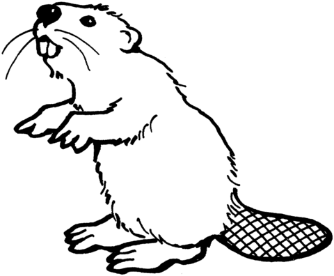 American beaver coloring page