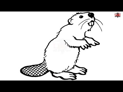 How to Draw a Beaver Step by Step Easy for Kids
