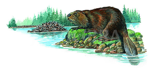 beaver clipart lodge