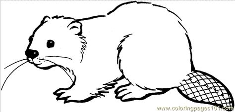 Beaver drawings