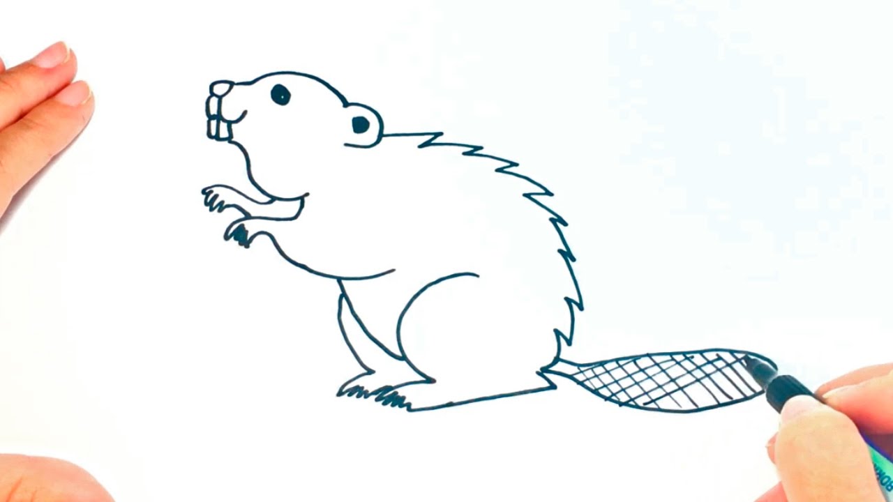 How to draw a Beaver for kids