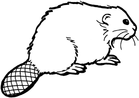 Beaver coloring page.
