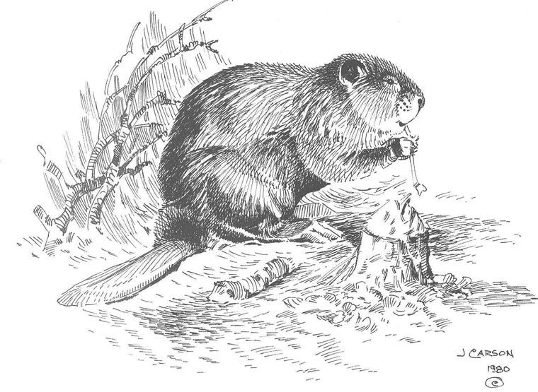 Beaver clipart sketch.