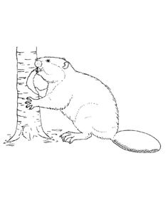 Beaver sketches
