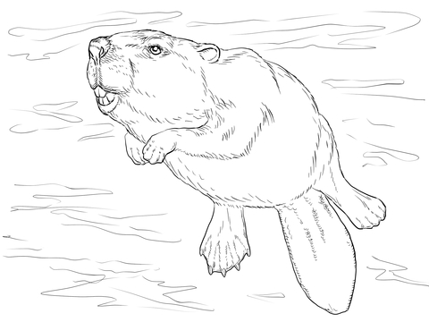 Swimming beaver coloring.