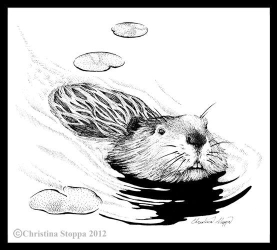 Beaver swimming qiulingdeviantartcom.