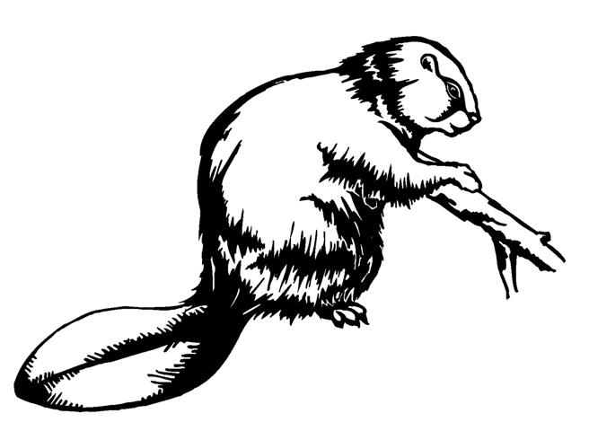 Free drawn beaver.