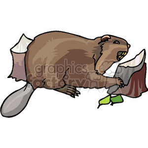 Beaver eating wood.