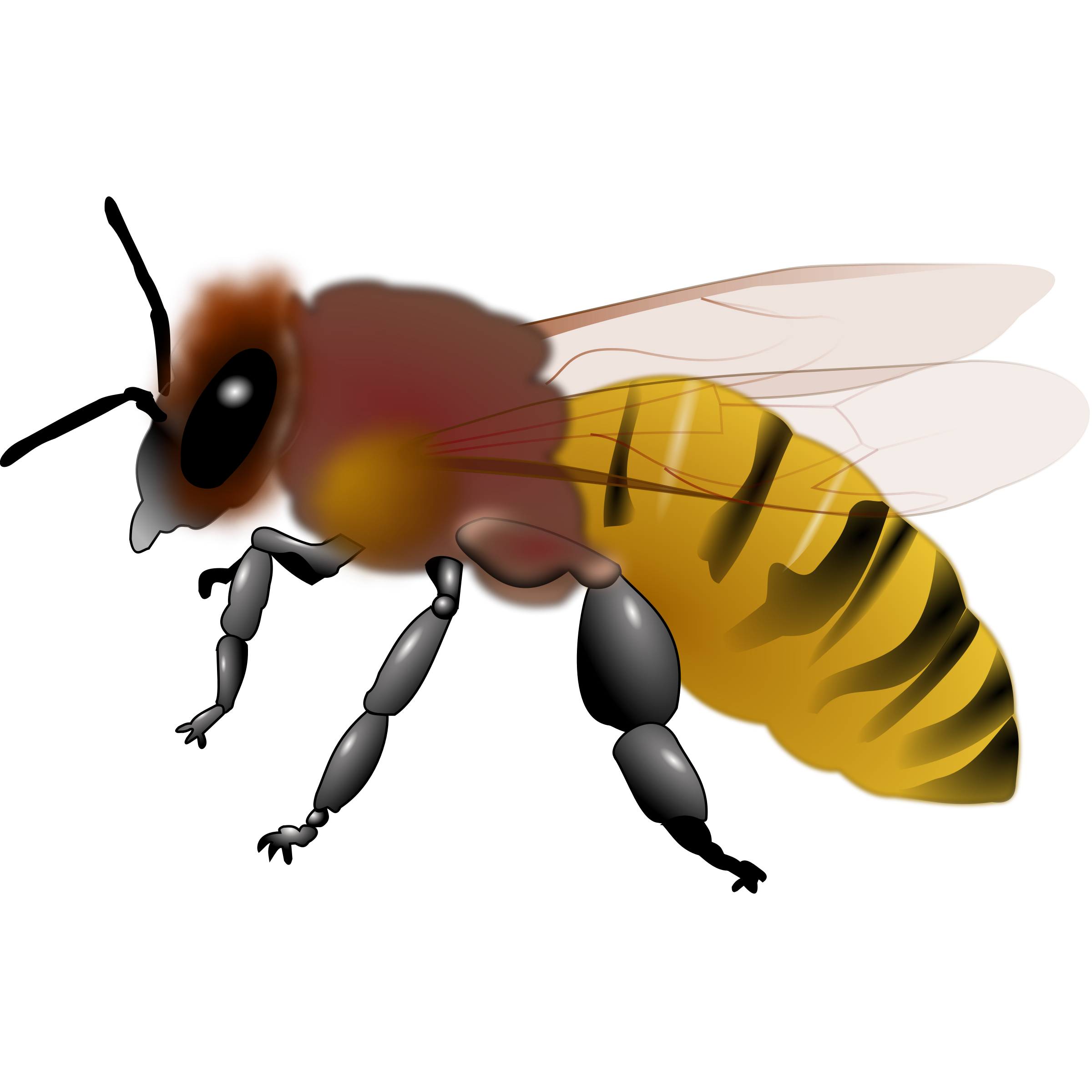 Honey clipart realistic, Honey realistic Transparent FREE
