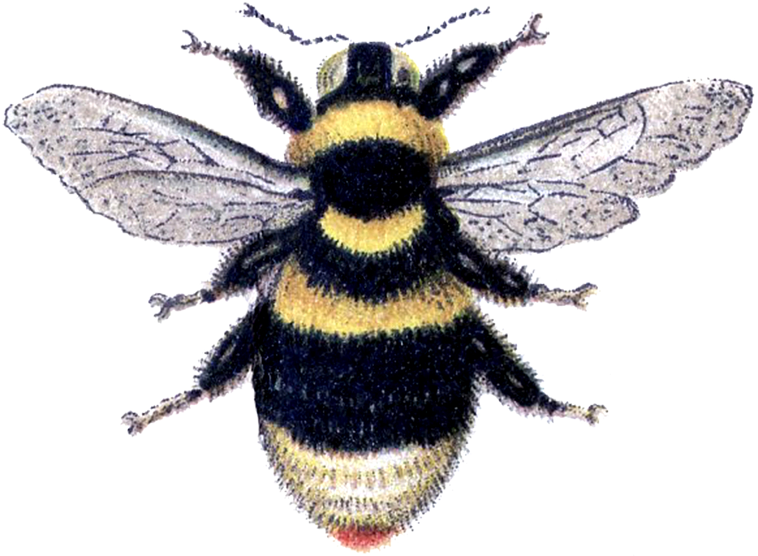 Bee images honey.