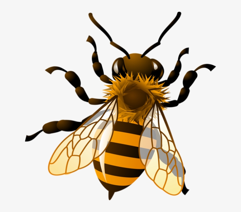 Bee Png Clipart