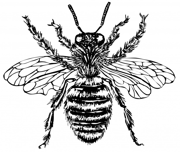 Bee Illustration Clipart Free Stock Photo