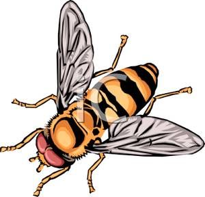 Realistic bee clipart.