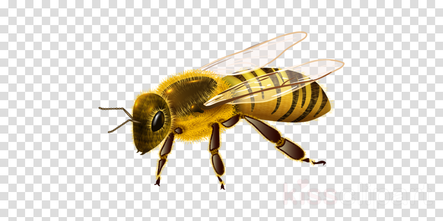 Bee Cartoon clipart