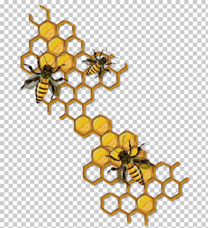 Honey bee beehive.