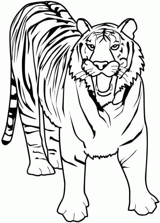 Bengal Tiger Coloring Sheets