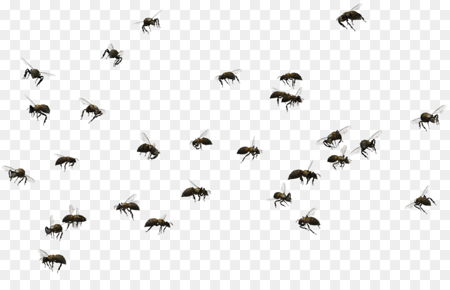 Honigbiene schwrmende insekten.