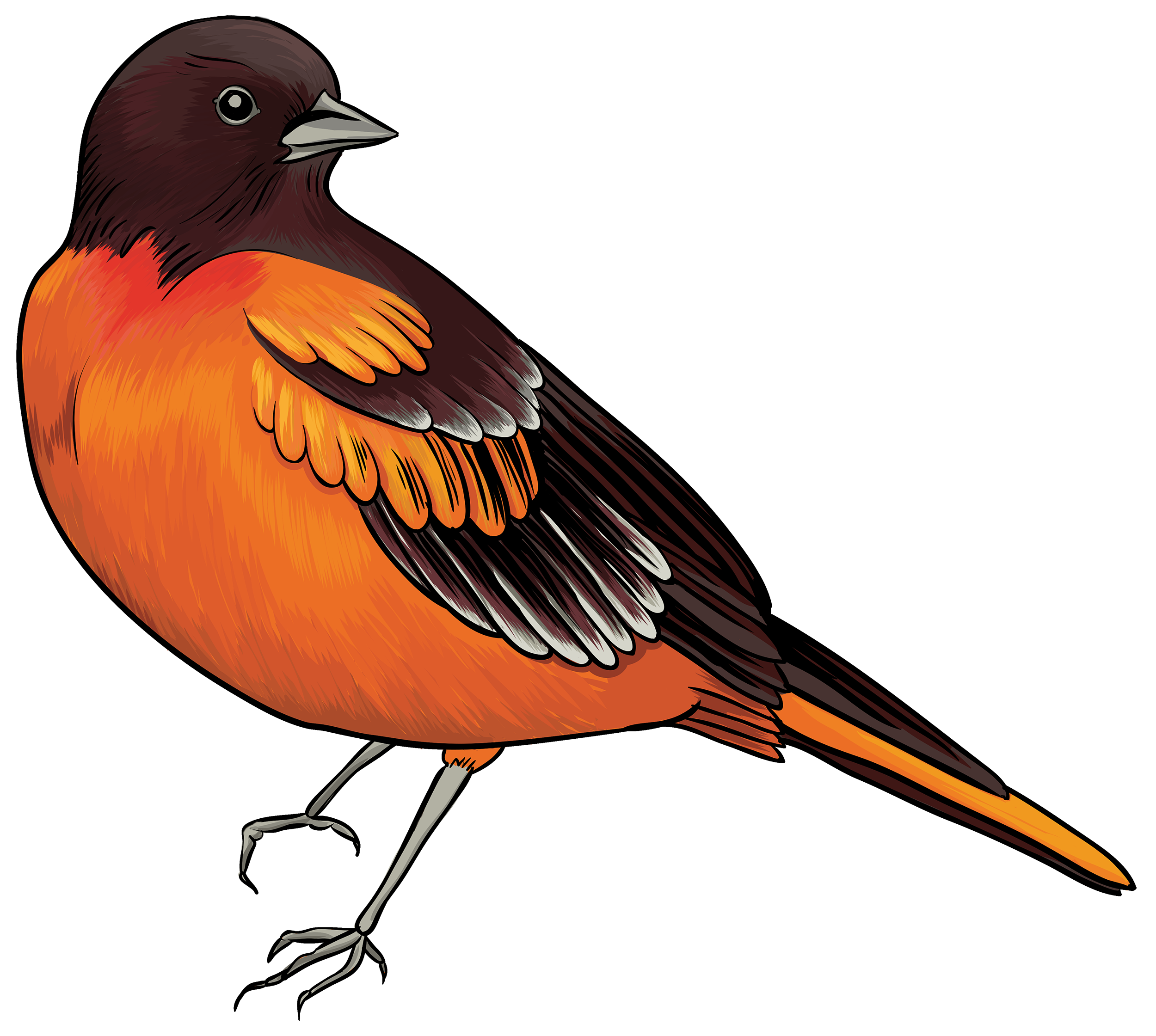 Black and Orange Bird PNG Clipart