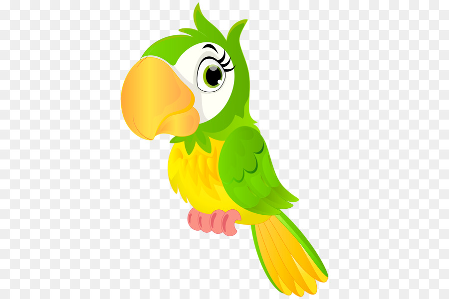 Bird Parrot clipart