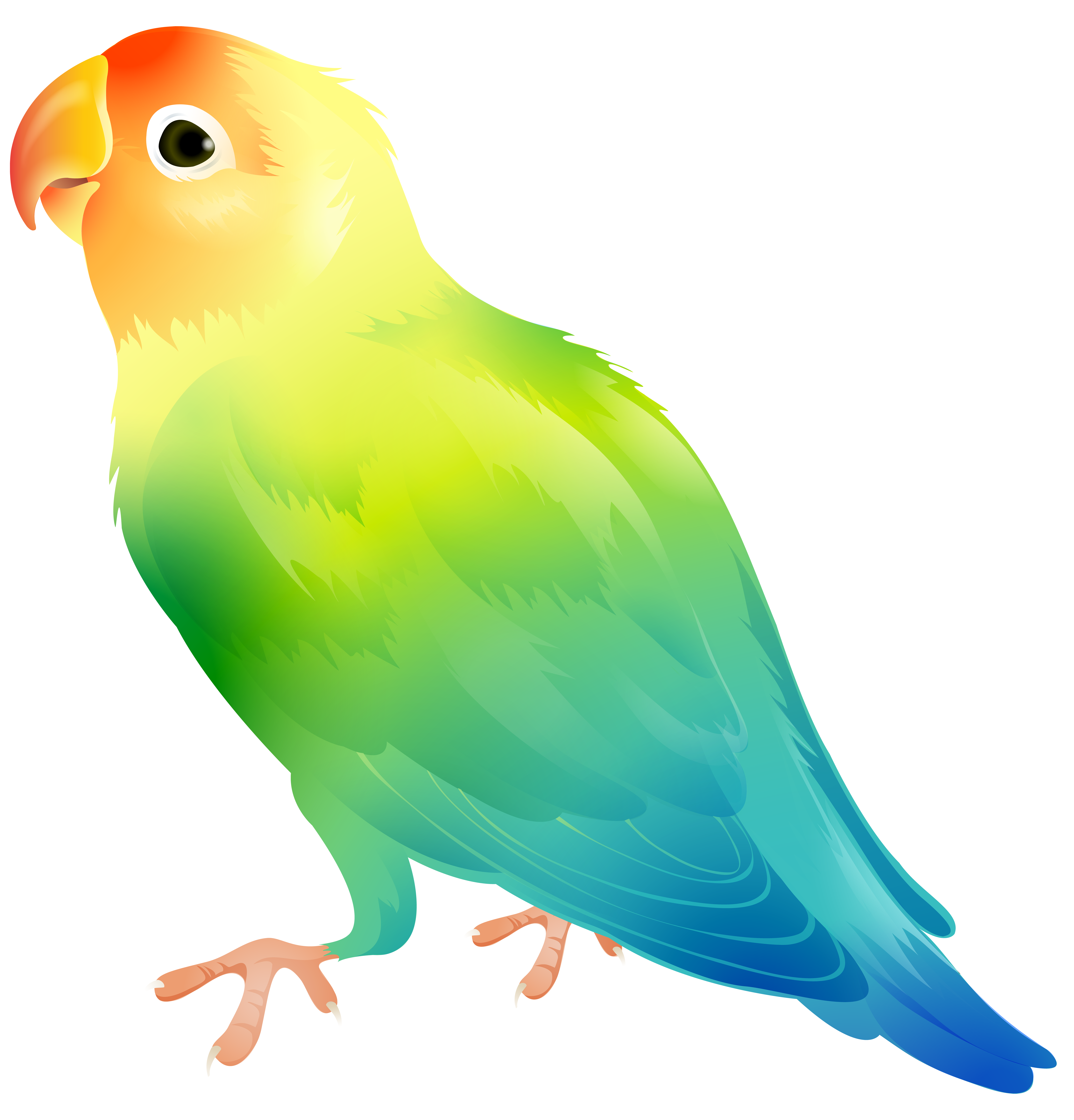 Parrot bird png.