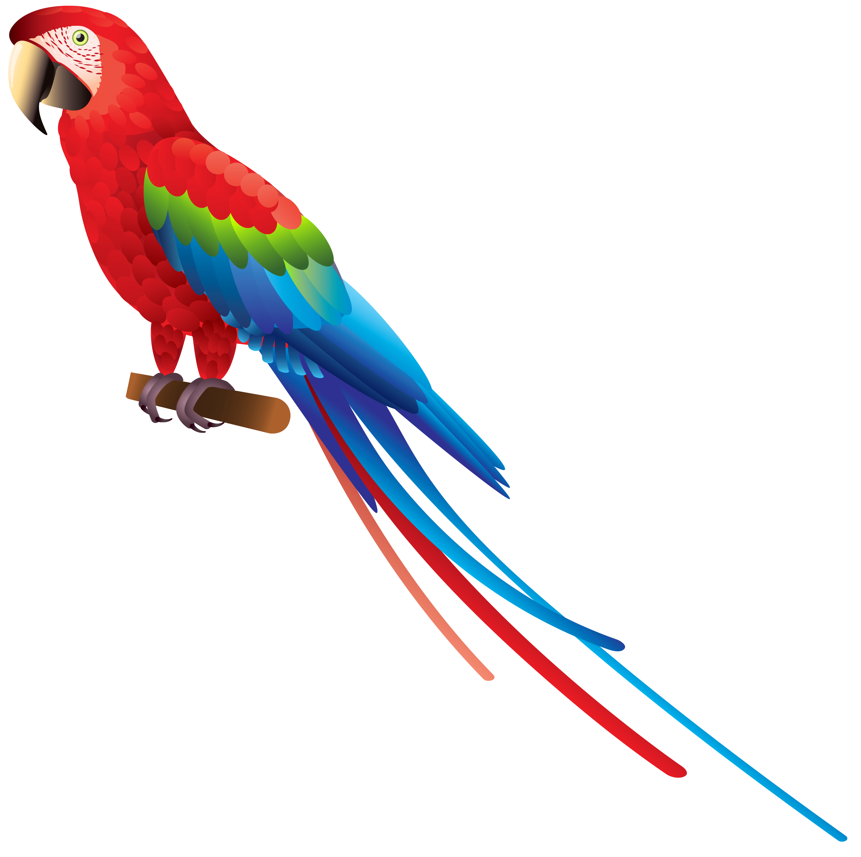 Parrots clipart free.