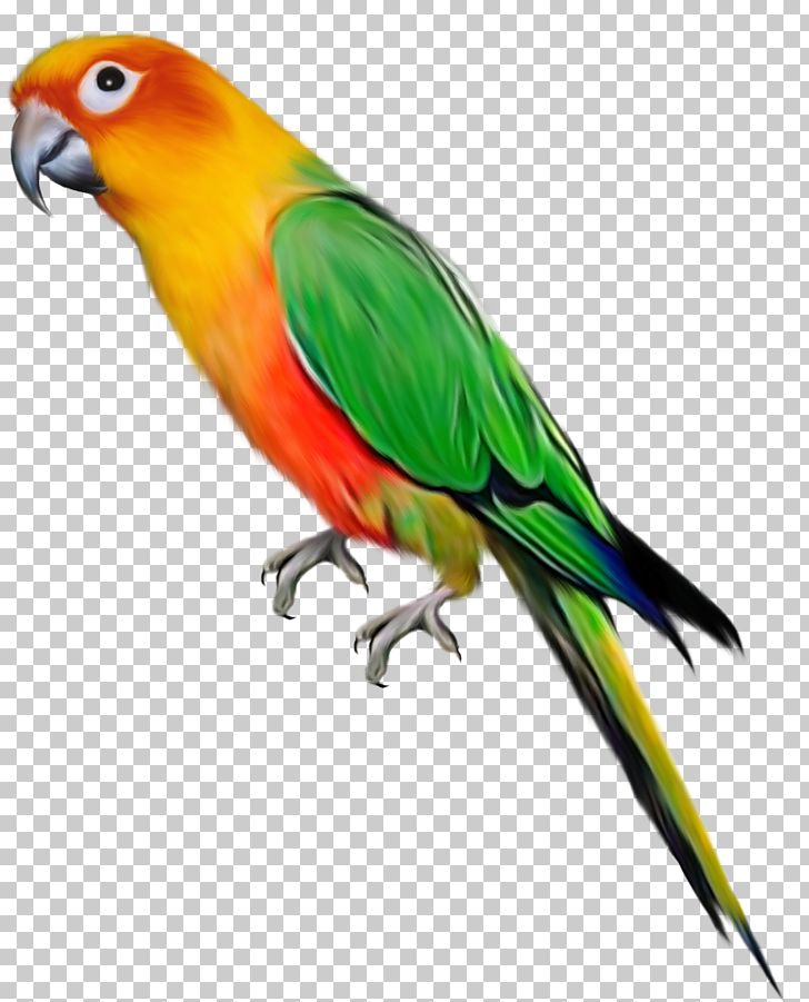 Parrot Bird PNG, Clipart, Beak, Bird, Birds, Clipart, Clip
