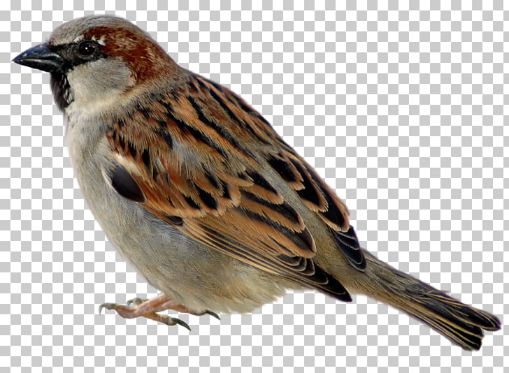 Free Sparrow Clipart real bird, Download Free Clip Art on