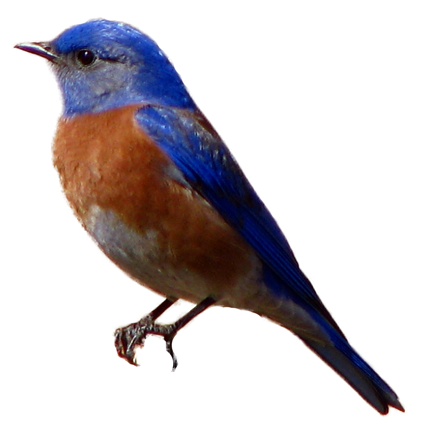 Free Blue Bird Transparent Background, Download Free Clip