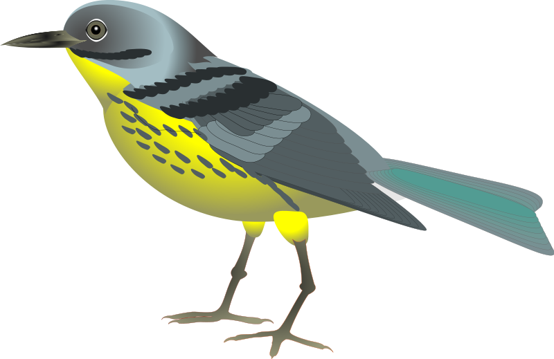 Free Realistic Birds Cliparts, Download Free Clip Art, Free