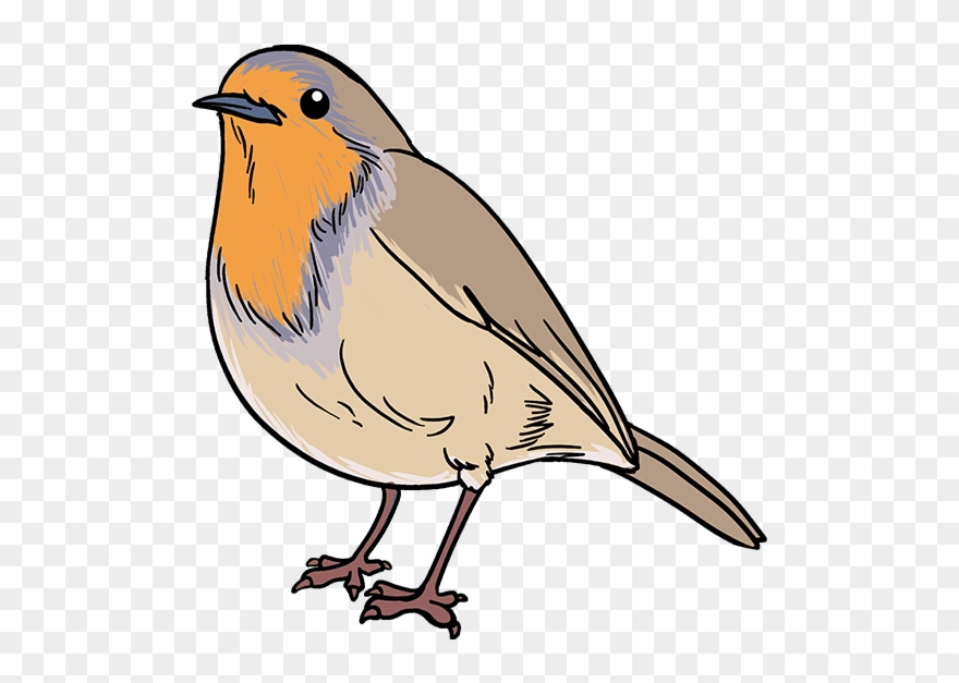 How draw robin.