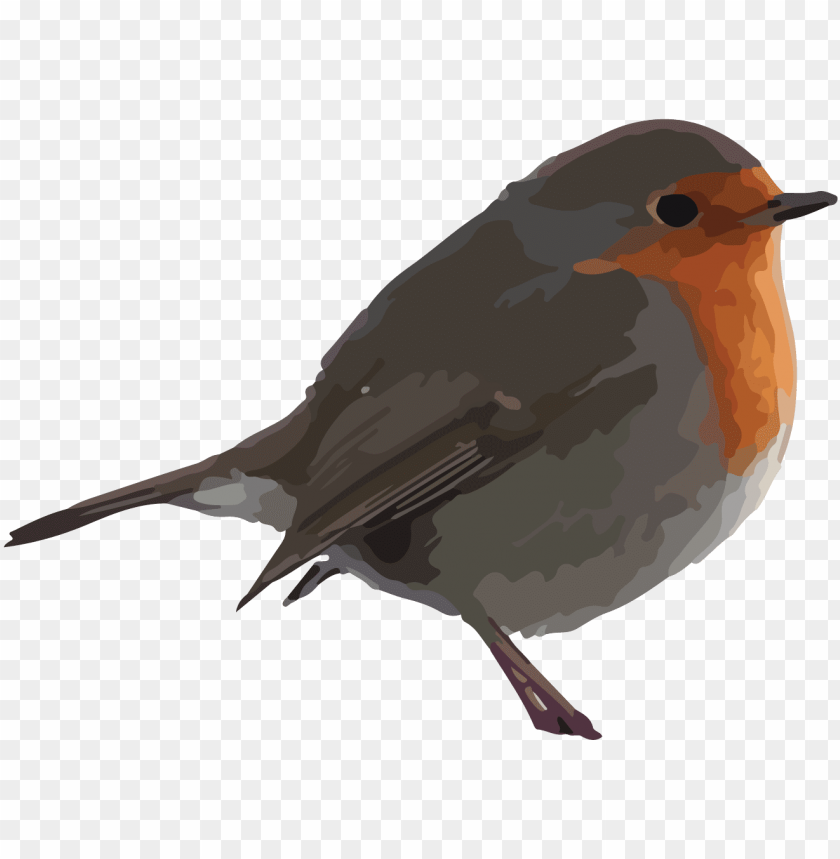 Bird Robin cliparts image pack with transparent images for