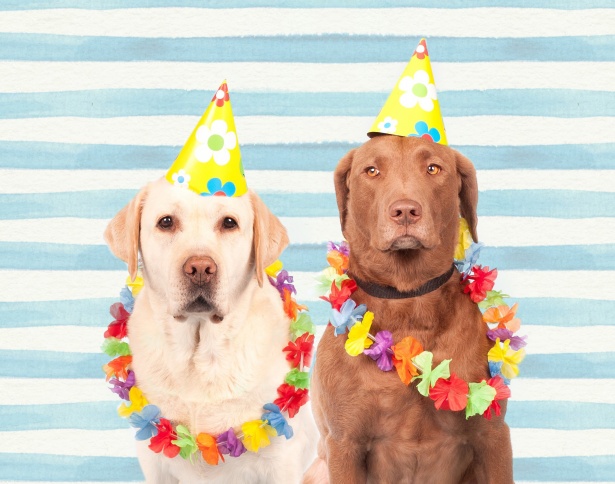 Dogs In Party Hats Free Stock Photo