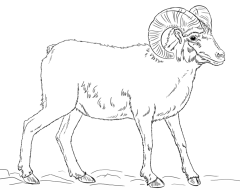 Desert bighorn sheep coloring page