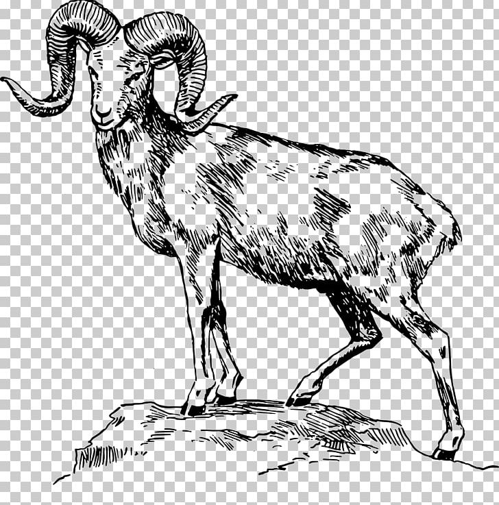 Bighorn Sheep Ram Trucks Animal Illustrations Drawing PNG
