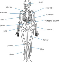 Free Black and White Anatomy Outline Clipart