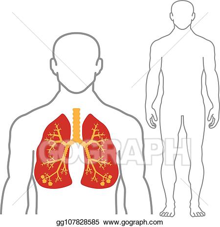 Vector illustration lungs.