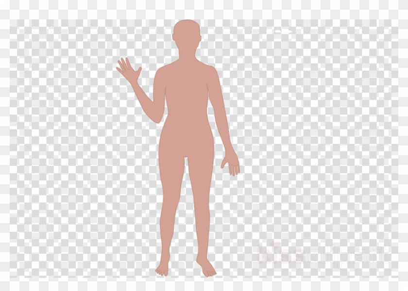 Cartoon Human Body Outline Clipart Human Body Drawing