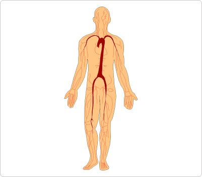 body outline clipart medical