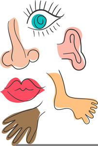 Body Parts Nose Clipart