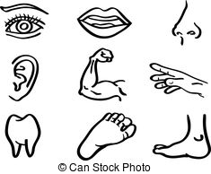 Body parts Illustrations and Clip Art