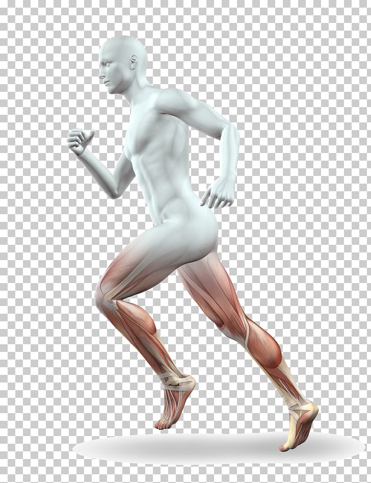 Muscle Leg Running Anatomy Calf, Human body legs, man